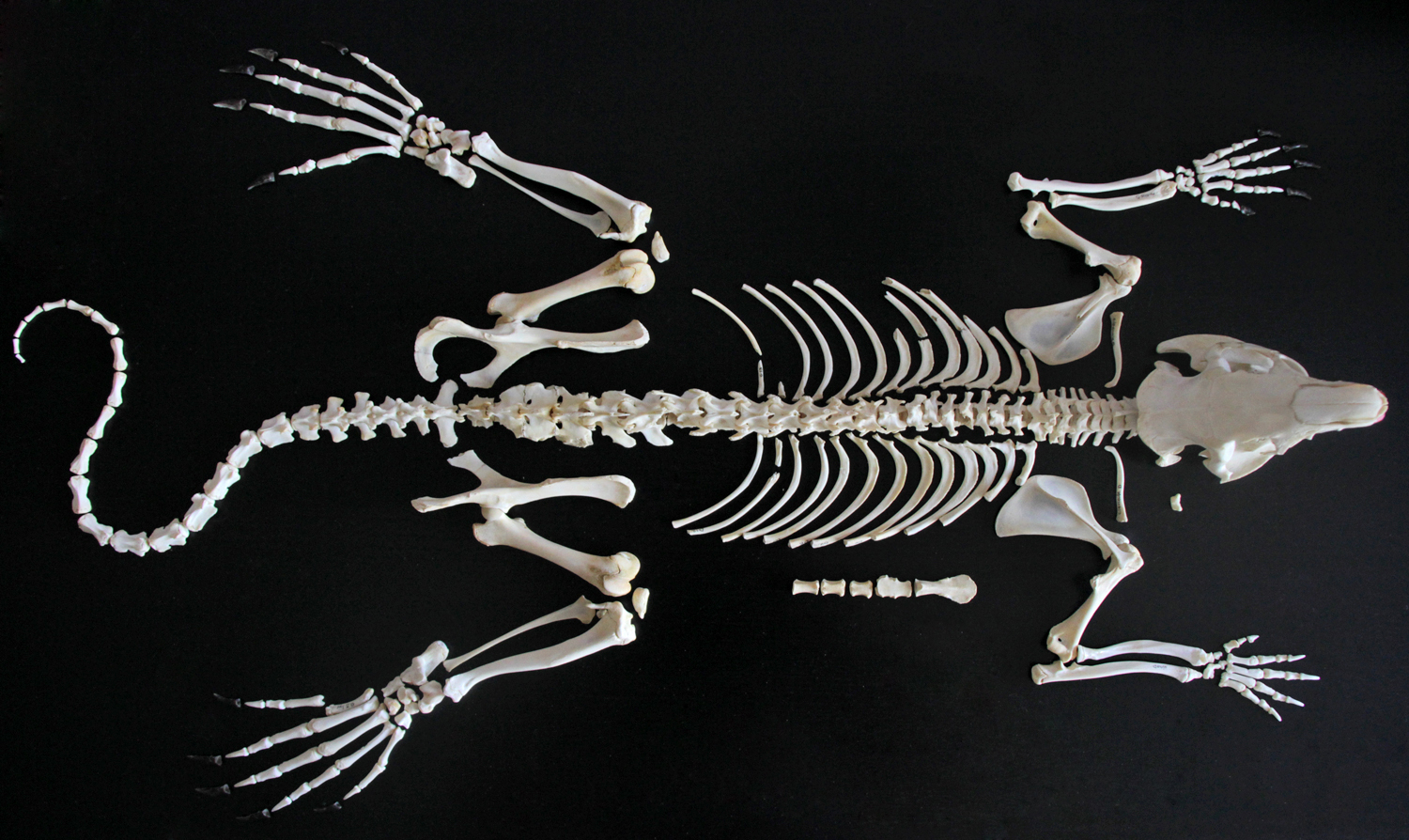 Скелет хвоста